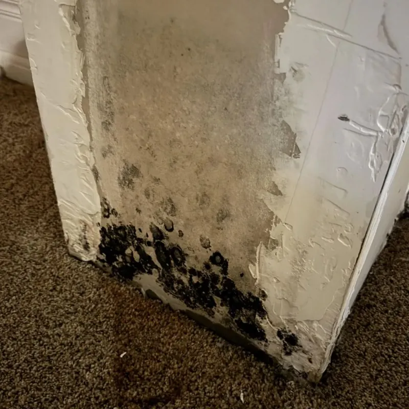 Professional Mold Removal in Wenatchee, WA